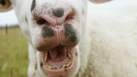 Close up of a sheep muzzle chewing grass Stock-Footage 138162554