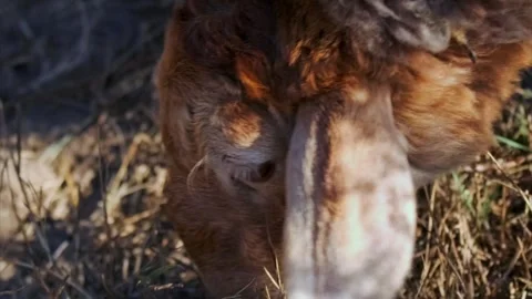 Close-up of sheep muzzle grazing dry grass, detailed feeding behavior and Stock Footage 334027423