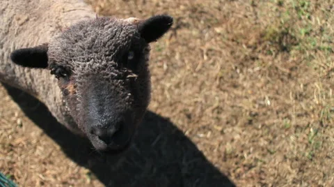 Close Up of Sheep In Pen Stock-Footage 47645862