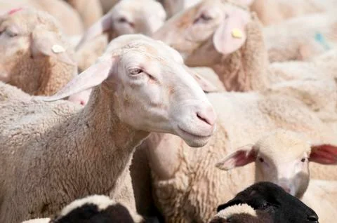 Close Up of Sheep Stock Photos