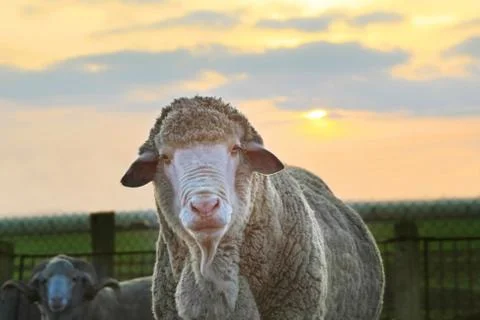 Close-up sheep Stock Photos