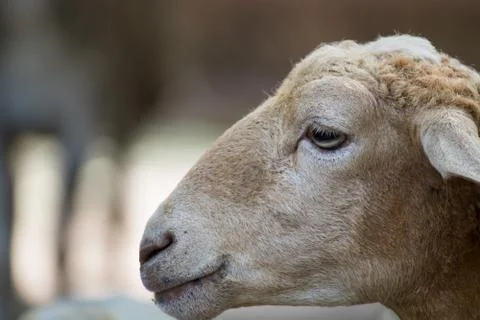 This is a close up of a sheep Stock Photos
