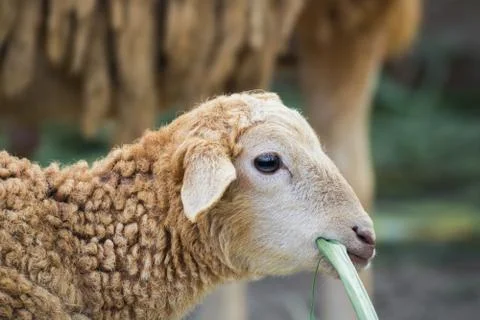 This is a close up of a sheep Stock Photos