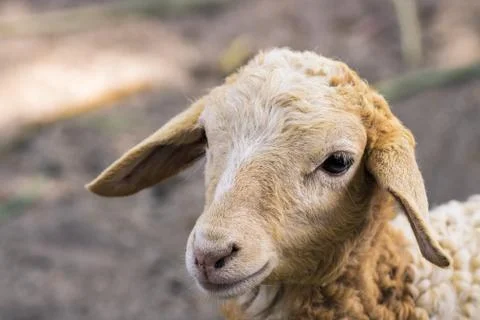 This is a close up of a sheep Stock Photos