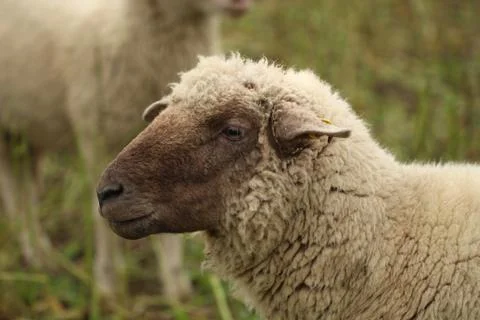 Close up of a sheep Foto stock