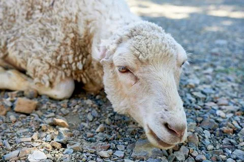Close-up of a sheep resting on a path. Stock Photos