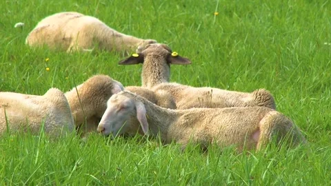 Close-Up of Sheep Resting Together on Green Pasture Video stock 344662040