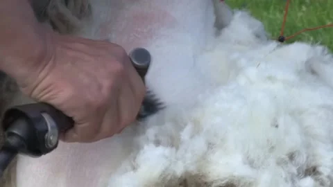 Close up of sheep shearing, cutting off sheep's wool Stock Footage 170946957