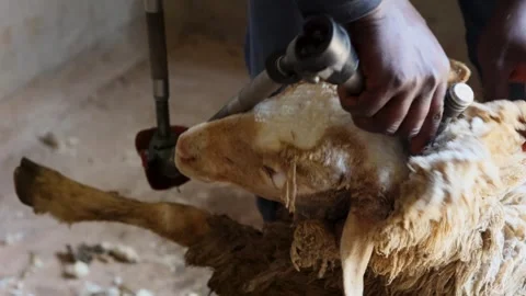 Close up of sheep shearing with electric clippers for production of wool fleece Stock Footage 315749802