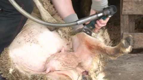 Close-Up of Sheep Shearing With Electric Clippers Video stock 344674169