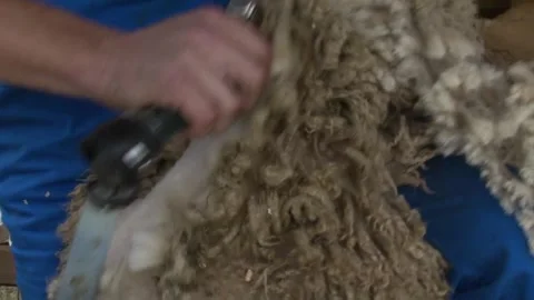 Close-Up of Sheep Shearing by Hand Stock-Footage 343665840