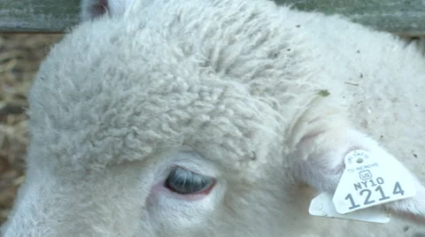 A close up of a sheep in slow motion Video stock 61768315