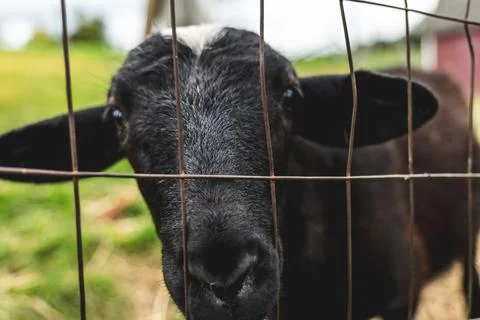 Close up sheep standing looking through a wire mesh fence Stock Photos