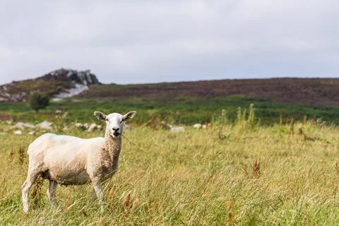 Close up of a sheep on Stiperstones Stock Photos
