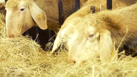Close up of sheep, which eat happy hay in a barn Stock Footage 87213275