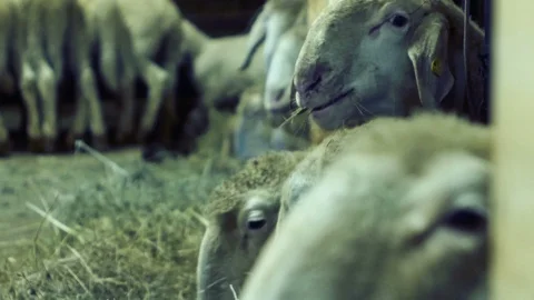 Close up of sheep, which eat happy hay in a barn Stock Footage 87213518