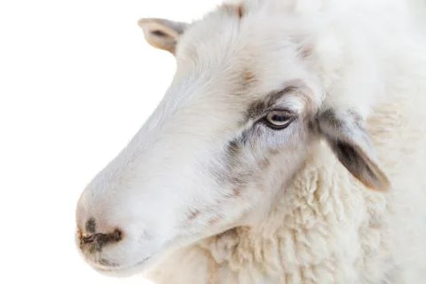 Close up of a sheep on white background Stock-Fotos