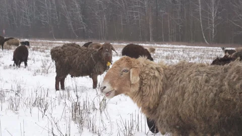 A close-up of a sheep who eats dry grass. Stock Footage 125322081