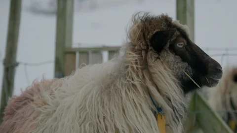 Close up of sheep in winter of the Faroe Islands Video stock 93674514