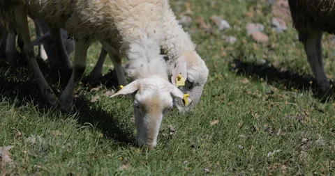 Close-up of sheeps eating grass. Stock Footage 144586936