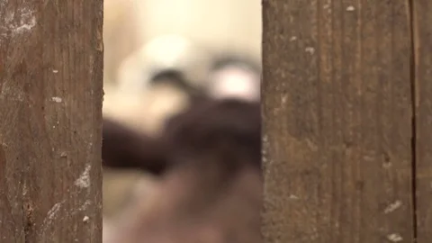 Close-up of sheep's face. Field, farming. Stock Footage 76432485