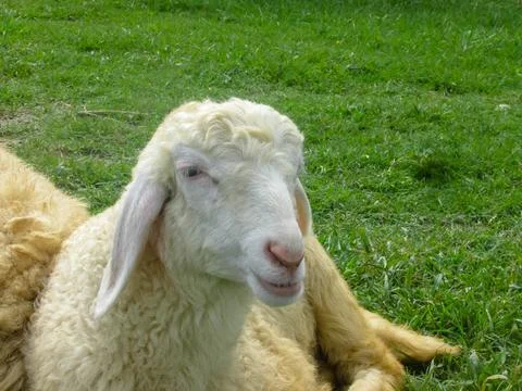Close-up of a sheep's face lying on the grass Stock Photos