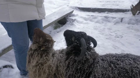 Close up of sheeps hand fed vegetables in the snowy winter farm Stock Footage 169294280