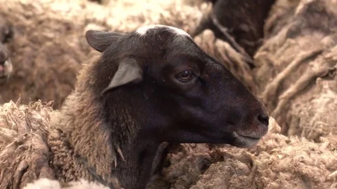 Close up of sheep's head in the herd. Field, farming. Stock Footage 76433487
