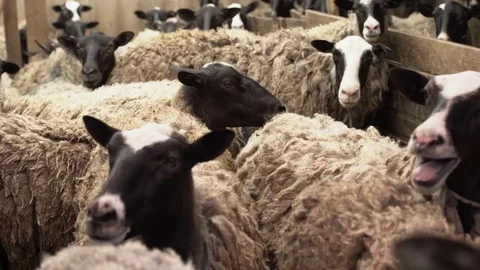 Close up of sheep's head in the herd. Field, farming. Stock Footage 76433758