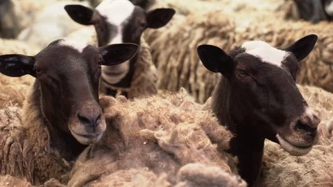Close up of sheeps heads in the herd. Field, farming. Stock Footage 76433607