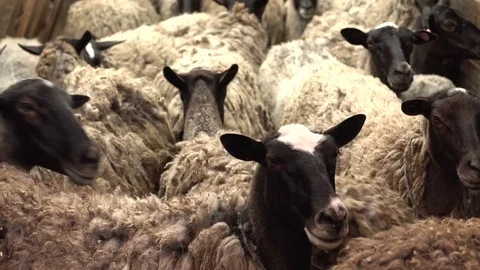 Close up of sheeps walking in a herd, sheep on Meadow, field, farming Stock Footage 76433476