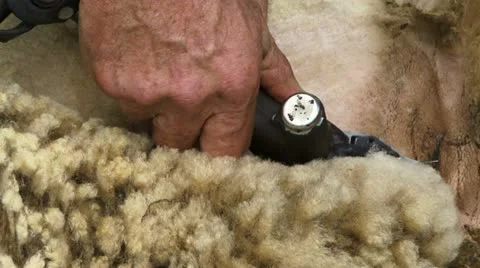 Close up of sheering a sheep Stock-Footage 11286340