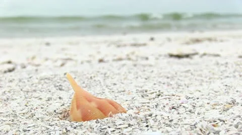Close Up Shell on Beach Видео 18007169