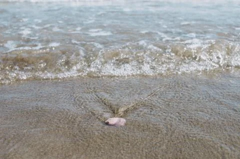 Close up on shell on the beach Foto stock