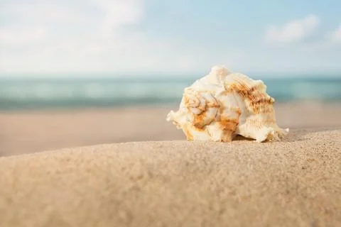 Close up of shell on a beach at the sunset with copy space Stock Photos
