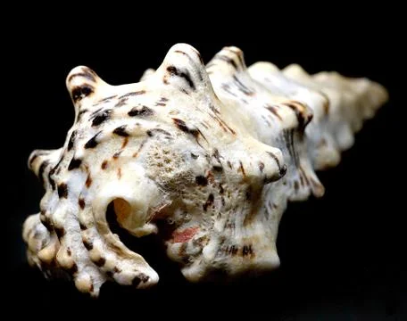Close-up of a shell on black background 스톡 사진