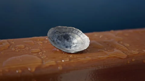 Close Up of Shell on Boat Rail Stockbeeldmateriaal 334885052