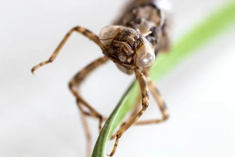 Close up of the shell of a dragonfly larva Stock Photos