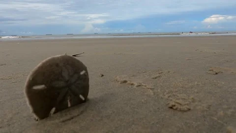 Close-Up of a Shell in Golden Sunlight Stock Footage 301732664