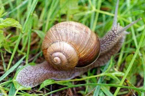 Close-up of the shell of a grape snail among the grass. Stock Photos
