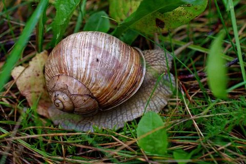 Close-up of the shell of a grape snail among the grass. Stock Photos