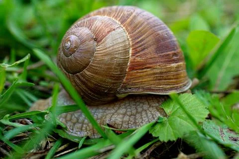 Close-up of the shell of a grape snail among the grass. The snail hid. Stock Photos