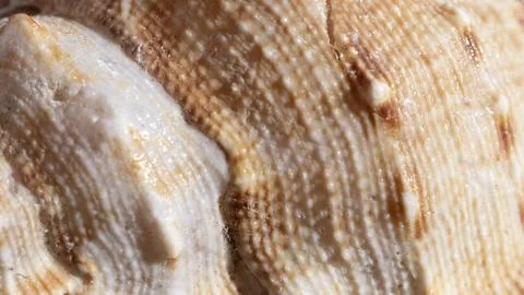 Close up shell organic background Stock Photos