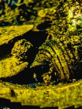 A close up of a shell Stock Photos