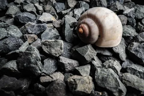 Close-up of a shell resting on dark, textured gravel in natural light during Stock Photos