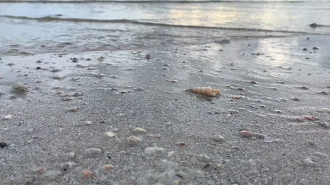 Close up of shell on sand beach washed by a wave during sunset. low light Stock Footage 115993005