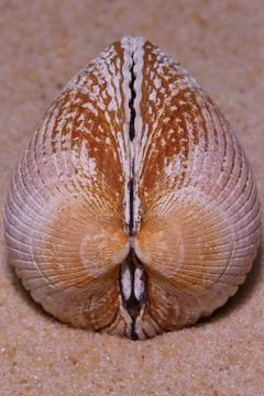 Close up of a shell on the sand Stock Photos