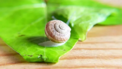 Close-up of the shell of a small snail Stock Footage 292402863