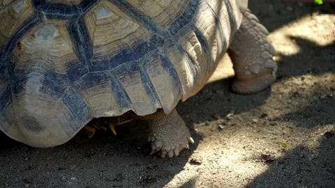 Close up the shell of Sulcata tortoise on the ground Video stock 330760560