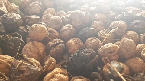Close-up of in-shell walnut, some shelled, others still in their natural husks Stock Footage 320133287